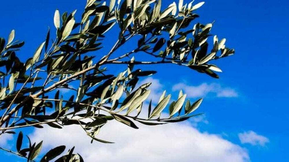 La Domenica delle Palme a Fontevecchia